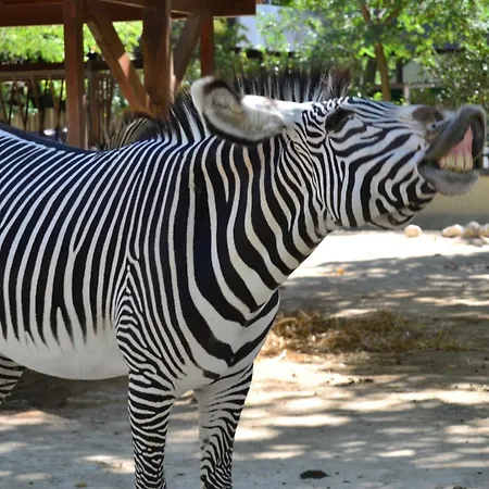 Гостьовий будинок Discovery Benfica 3*