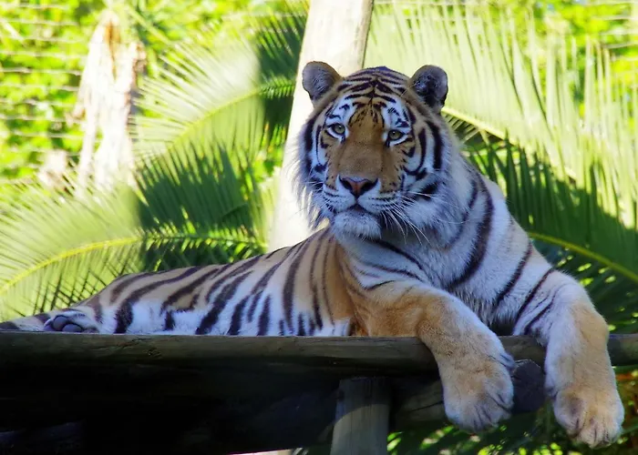 Discovery Benfica ゲストハウス リスボン